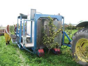 harvester blueberry cider harvesters hard bei harvest place harvesting apples growingproduce model