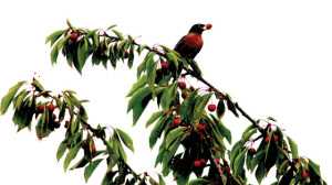 Once nuisance birds get a taste of your fruit, they can be doubly hard to rid from the orchard or vineyard. Better to keep them out in the first place. (Photo credit: Rick Willis, Bird Gard)