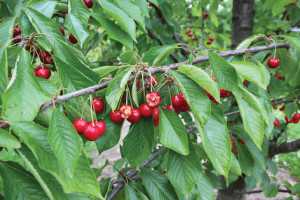 Damage from birds in your orchard is seen on these sweet cherries. (Photo credit: Rick Willis, Bird Gard)