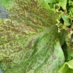 INSVGrnLf2 copy_featured