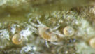 two-spotted spider mite