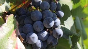 California Winegrowers Elect Veteran Politician as Chairman