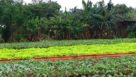 Urban vegetable farm in rural Cuba