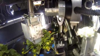 Action shot of an automated strawberry picker from Harvest CROO
