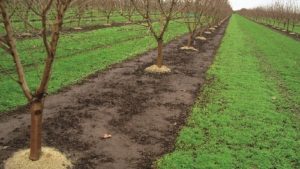 Sequential Preemerge Herbicide Applications Provide Long-Term Weed Control