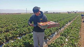 Food Origin’s technology involves collecting data from field workers 
harvesting products and using that information for payroll, food safety, etc.  Photo courtesy of Nathan Dorn