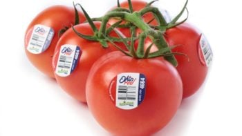 NatureFresh has been shipping ‘OhioRed’ tomato on the vine (TOV) from Delta since February and will begin shipping an extensive array of specialty tomatoes from Ohio starting in mid-November.