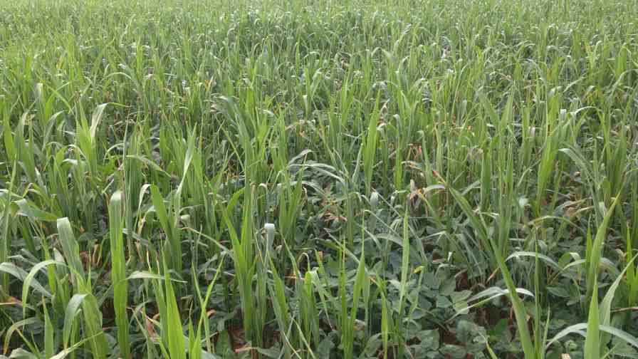 Cover Crops An Effective Weed Control For Organic Vegetable Production Growing Produce