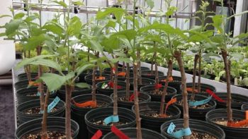 Sleeping-eye trees, pictured three weeks after they have 
budded out at UMass Extension Greenhouse in Amherst, MA. (Photo Credit: Jon Clements)
