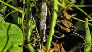 Spot Sclerotinia Before It Stops Your Vegetable Crop