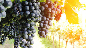 The “Mite Fight” Can Prove Costly for Grape Growers