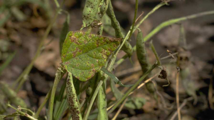 Prevent Alternaria from Putting Your Snap Beans on the Spot