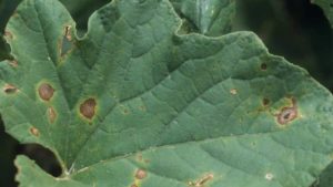 Alternaria Leaf Spot Awareness Can Save Your Cucurbit Crops