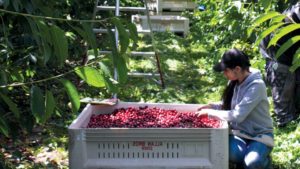 The End of Farm Labor as We Know It [Opinion]