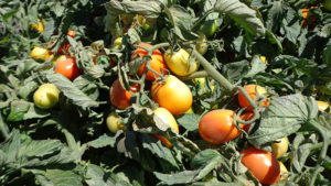 Protect Tomato Quality From Worm Pests