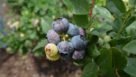 cluster of Emerald blueberries in Florida