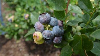 cluster of Emerald blueberries in Florida