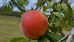 Closeup of Florida peach