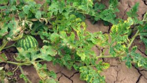 Take Caution to Curb Cucurbit Leaf Crumple Virus