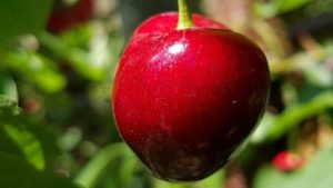 $1.9M Investment in Crop Cuticle Care Company to Speed Up Production