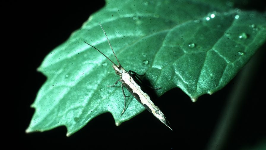 Vegetable Field Scouting Guide: Diamondback Moth - Growing Produce