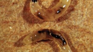 How to Deal with Annoying Fungus Gnats on the Farm