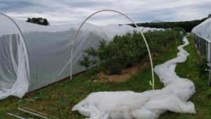 New York Berry Crops Field Day Slated