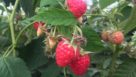 Raspberry bush at Wish Farms in Florida