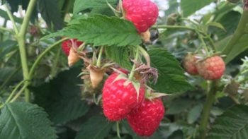 Raspberry bush at Wish Farms in Florida