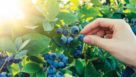 Picking fresh Florida blueberries