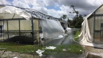 Greenhouse structure damage at SWFREC in Immokalee