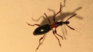 Prevent Sweet Potato Weevil From Giving You the Slip