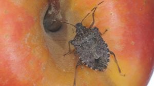 Southeast Invaded by Brown Marmorated Stink Bug