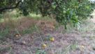 Citrus fruit drop from Hurricane Irma as seen during Biocontrols East 2017 tour