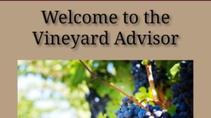 New Smartphone App Advises Grape Growers