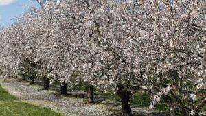 Tips to Maximize Almond Yield in a Wet Year
