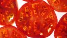Back-lit-tomato-slice