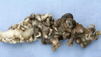 Distorted-growth-and-galls-on-cabbage