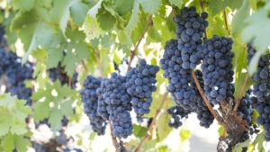 California Winegrowers Report Excellent Harvest