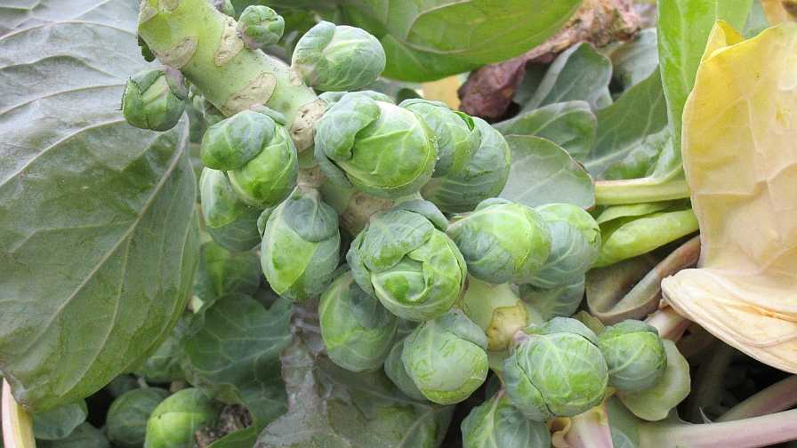 sprouts brussels crops florida alternative area researchers making growing stalk wendy agricultural gaining northeast tri attention county growingproduce