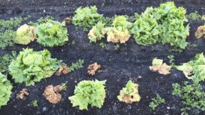 Refuse to Let Fusarium Wilt Waylay Your Lettuce Crop