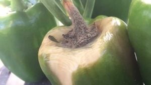 Guard Your Vegetable Crops Against Gray Mold