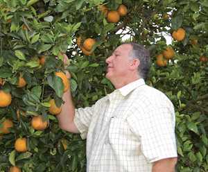 Facing Down a Foe to Citrus