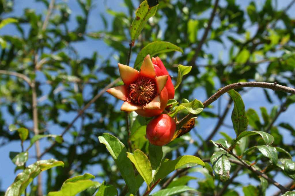 Florida pomegranate bloom