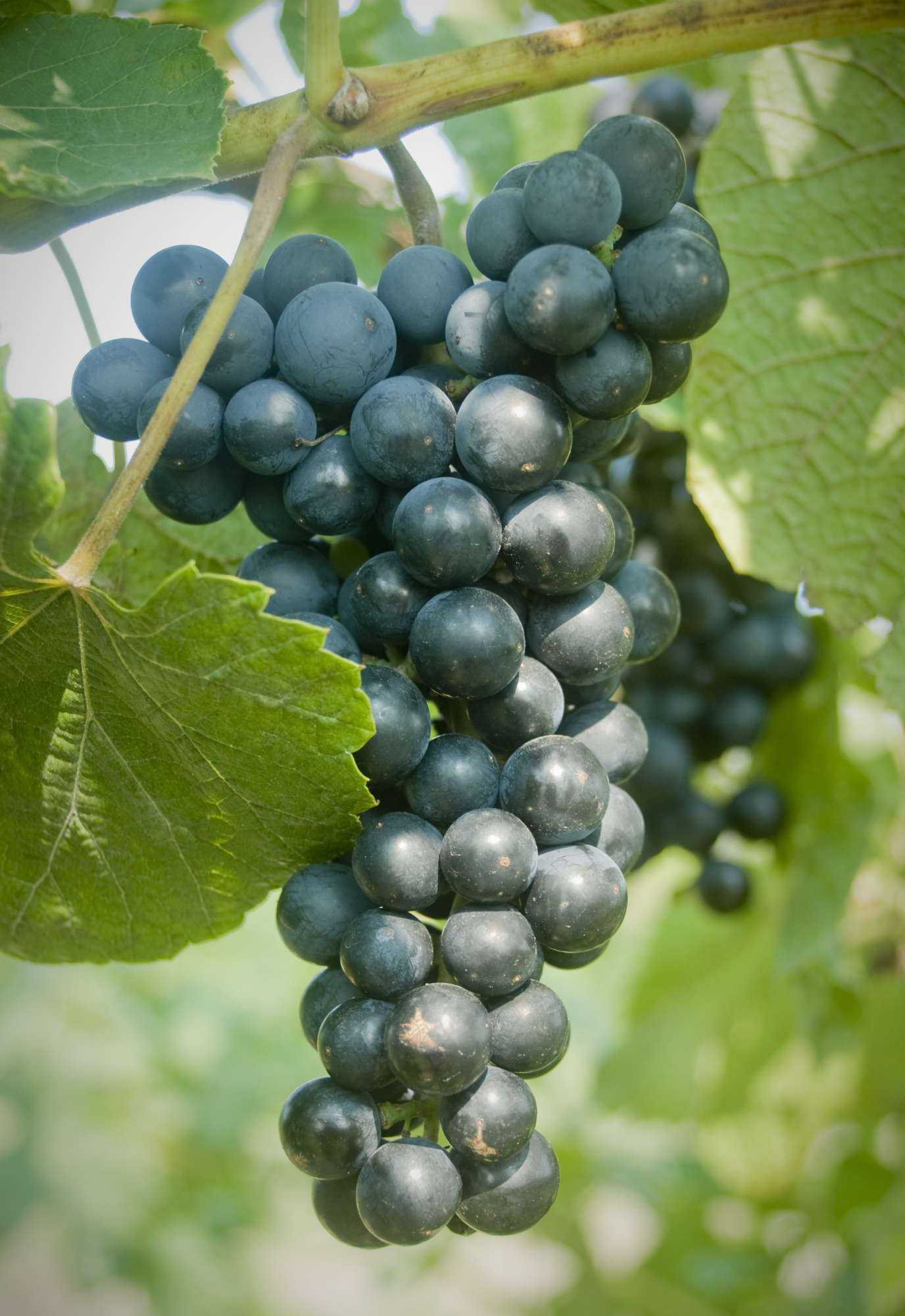 виноград конкорд фото
