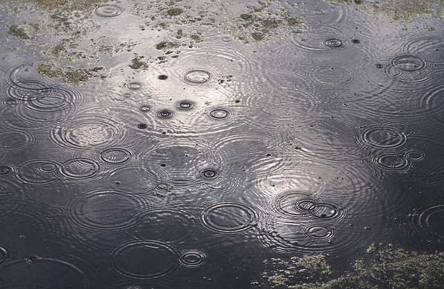 raindrops in standing water
