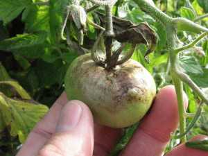 Late blight shown in a tomato