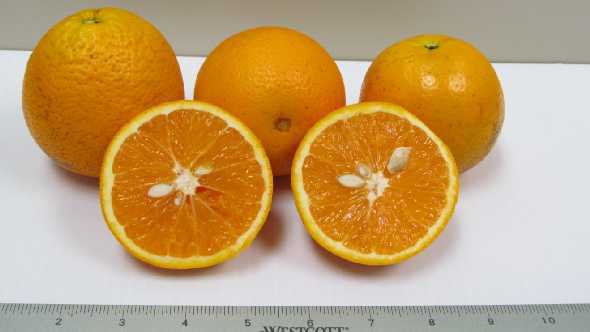 OLL-4 juice orange variety