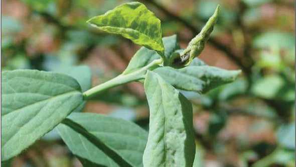 Florida Blueberry Growers on High Alert for Gall Midge