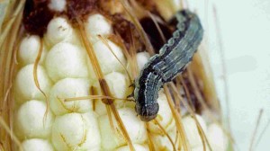 Corn earworm larvae can cause great damage to cotton and corn crops. Using the NEXRAD weather monitoring system, ARS scientists have found a way to more accurately track corn earworm moths as they migrate at night. This knowledge can help farmers determine when to treat for the pest. Photo credit: USDA